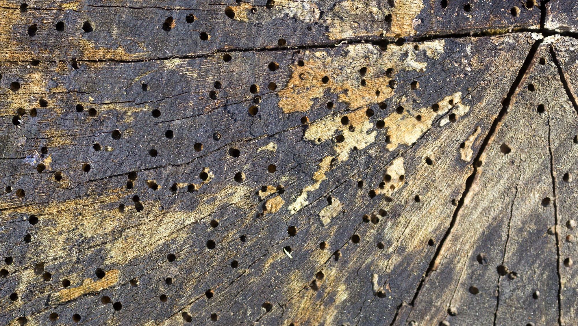 Wood that has been damaged by woodworm