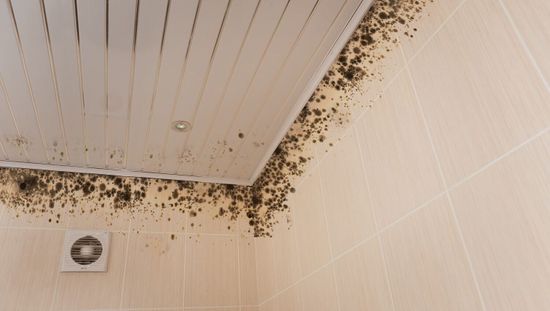 Damp Mould Rot