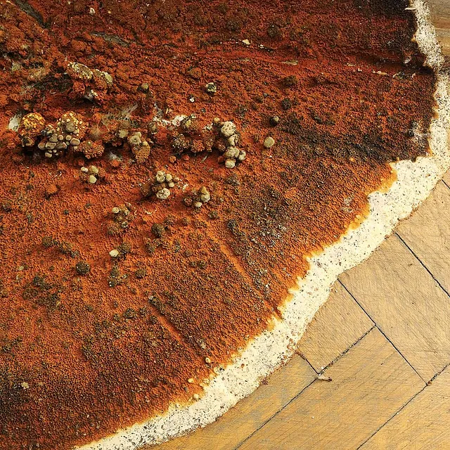fruiting body of dry rot on a parquet floor