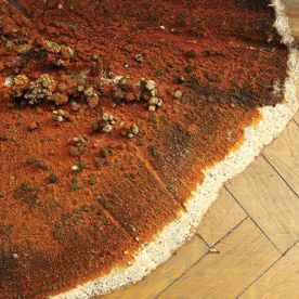 fruiting body of dry rot on a parquet floor