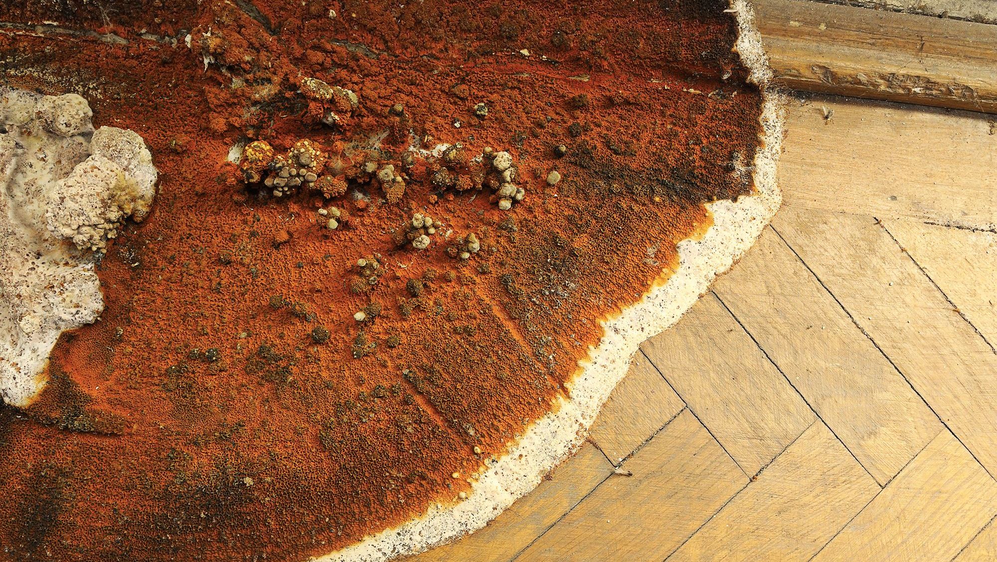 fruiting body of dry rot on a parquet floor