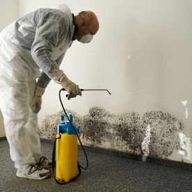 specialist combating mould in a room